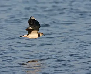 Images Dated 15th February 2008: Northern Lapwing, Vanellus vanellus