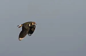 Images Dated 15th February 2008: Northern Lapwing, Vanellus vanellus