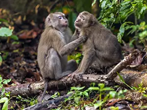 2008 Prints: Northern Pig-tailed Macaque, Noordelijke Laponderaap, Macaca leonina