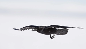 Images Dated 1st April 2017: Northern Raven, Corvus corax