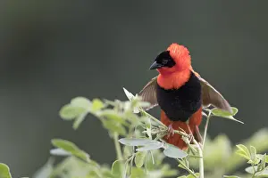 Zwart Prints: Northern Red Bishop, Euplectes franciscanus