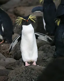 Images Dated 26th March 2006: Northern Rockhopper Penguin, Eudyptes moseleyi