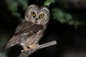 Images Dated 11th June 2020: Northern Saw-whet Owl, Aegolius acadicus