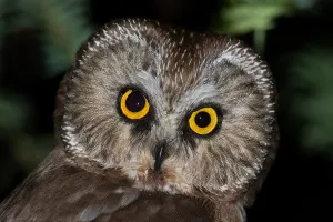 Images Dated 11th June 2020: Northern Saw-whet Owl, Aegolius acadicus