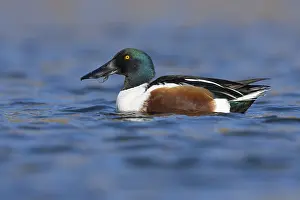 January Prints: Northern Shoveler, Spatula clypeata