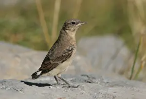 2005 Prints: Northern Wheatear, Tapuit, Oenanthe oenanthe