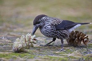 Images Dated 30th September 2013: Notenkraker, Spotted Nutcracker, Nucifraga caryocatactes