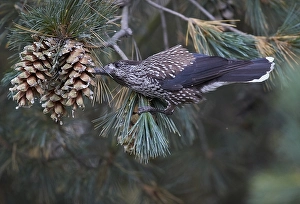 Images Dated 30th September 2013: Notenkraker, Spotted Nutcracker, Nucifraga caryocatactes