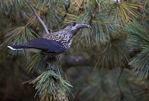 Images Dated 30th September 2013: Notenkraker, Spotted Nutcracker, Nucifraga caryocatactes
