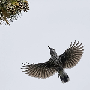 Images Dated 30th September 2013: Notenkraker, Spotted Nutcracker, Nucifraga caryocatactes