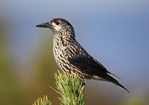 Images Dated 28th September 2008: Notenkraker, Spotted Nutcracker, Nucifraga caryocatactes