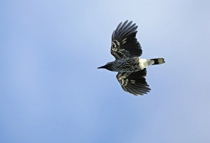 Images Dated 31st August 2005: Notenkraker, Spotted Nutcracker, Nucifraga caryocatactes