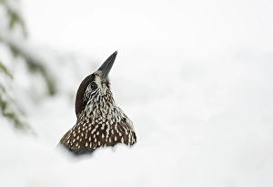 Images Dated 25th January 2008: Notenkraker, Spotted Nutcracker, Nucifraga caryocatactes