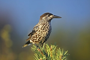Dennenboom Prints: Notenkraker, Spotted Nutcracker, Nucifraga caryocatactes