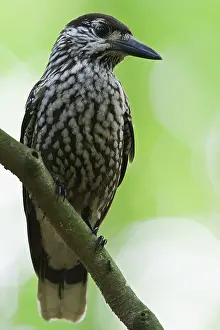 Notenkraker Prints: Notenkraker, Spotted Nutcracker, Nucifraga caryocatactes
