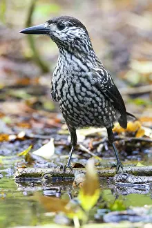 Notenkraker Prints: Notenkraker, Spotted Nutcracker, Nucifraga caryocatactes