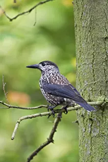 Notenkraker Prints: Notenkraker, Spotted Nutcracker, Nucifraga caryocatactes