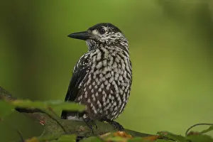 Notenkraker Prints: Notenkraker, Spotted Nutcracker, Nucifraga caryocatactes