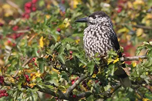 Notenkraker Prints: Notenkraker, Spotted Nutcracker, Nucifraga caryocatactes