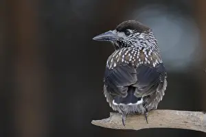 Kraaiachtige Prints: Notenkraker, Spotted Nutcracker, Nucifraga caryocatactes