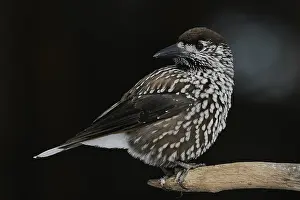 Kraaiachtige Prints: Notenkraker, Spotted Nutcracker, Nucifraga caryocatactes