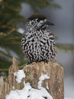 Kraaiachtige Prints: Notenkraker, Spotted Nutcracker, Nucifraga caryocatactes