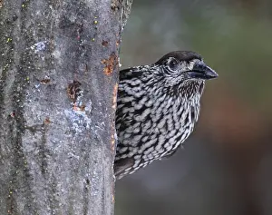 Nucifraga Prints: Notenkraker, Spotted Nutcracker, Nucifraga caryocatactes