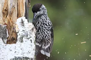 Nucifraga Prints: Notenkraker, Spotted Nutcracker, Nucifraga caryocatactes