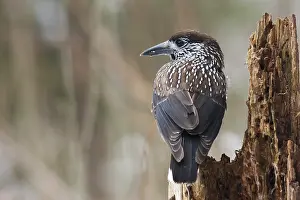Duitsland Prints: Notenkraker, Spotted Nutcracker, Nucifraga caryocatactes