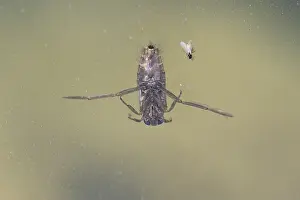 Hymenoptera Prints: Notonecta sp