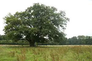 Images Dated 13th July 2007: Oak, Eik, Quercus