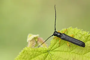 Images Dated 29th May 2020: Oberea linearis