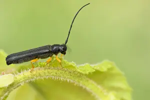 Images Dated 29th May 2020: Oberea linearis