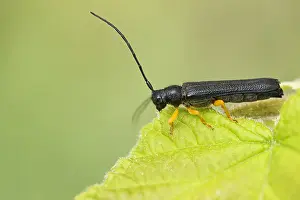 Images Dated 29th May 2020: Oberea linearis