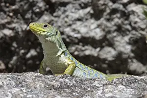 Images Dated 8th June 2023: Ocellated Lizard, Timon lepidus