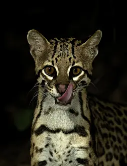 Brazil Prints: Ocelot (Leopardus pardalus mitis)