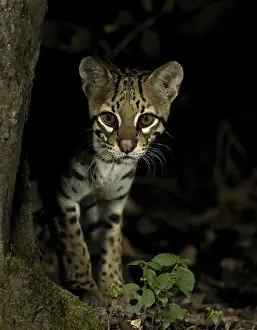 Brazil Prints: Ocelot (Leopardus pardalus mitis)