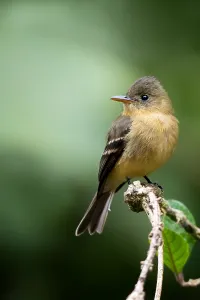 Images Dated 11th March 2020: Ochraceous Pewee, Contopus ochraceus