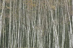 Images Dated 21st October 2007: Oderdelta, Oderdelta