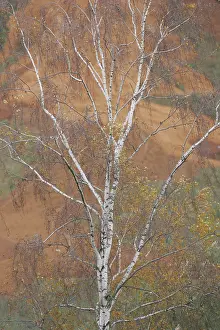 Birch Prints: Oderdelta, Oderdelta
