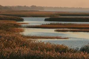 Reedbed Prints: Oderdelta, Oderdelta