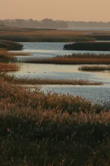 Reedbed Prints: Oderdelta, Oderdelta