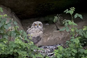Images Dated 27th May 2012: Oehoe; eagle owl; Bubo bubo