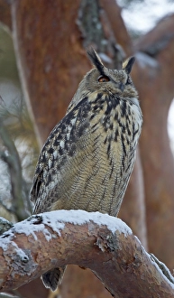 Images Dated 19th December 2006: Oehoe, Eurasian Eagle Owl, Bubo bubo