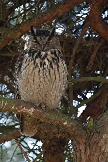 Images Dated 27th March 2013: Oehoe, Eurasian Eagle-Owl, Bubo bubo