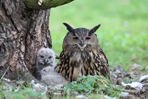 Oehoe Prints: Oehoe, Eurasian Eagle-Owl, Bubo bubo