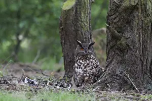Broedende Prints: Oehoe, Eurasian Eagle-Owl, Bubo bubo