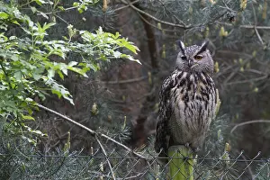 Oehoe Prints: Oehoe, Eurasian Eagle-Owl, Bubo bubo