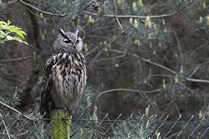 Oehoe Prints: Oehoe, Eurasian Eagle-Owl, Bubo bubo