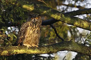 Oehoe Prints: Oehoe, Eurasian Eagle Owl, Bubo bubo